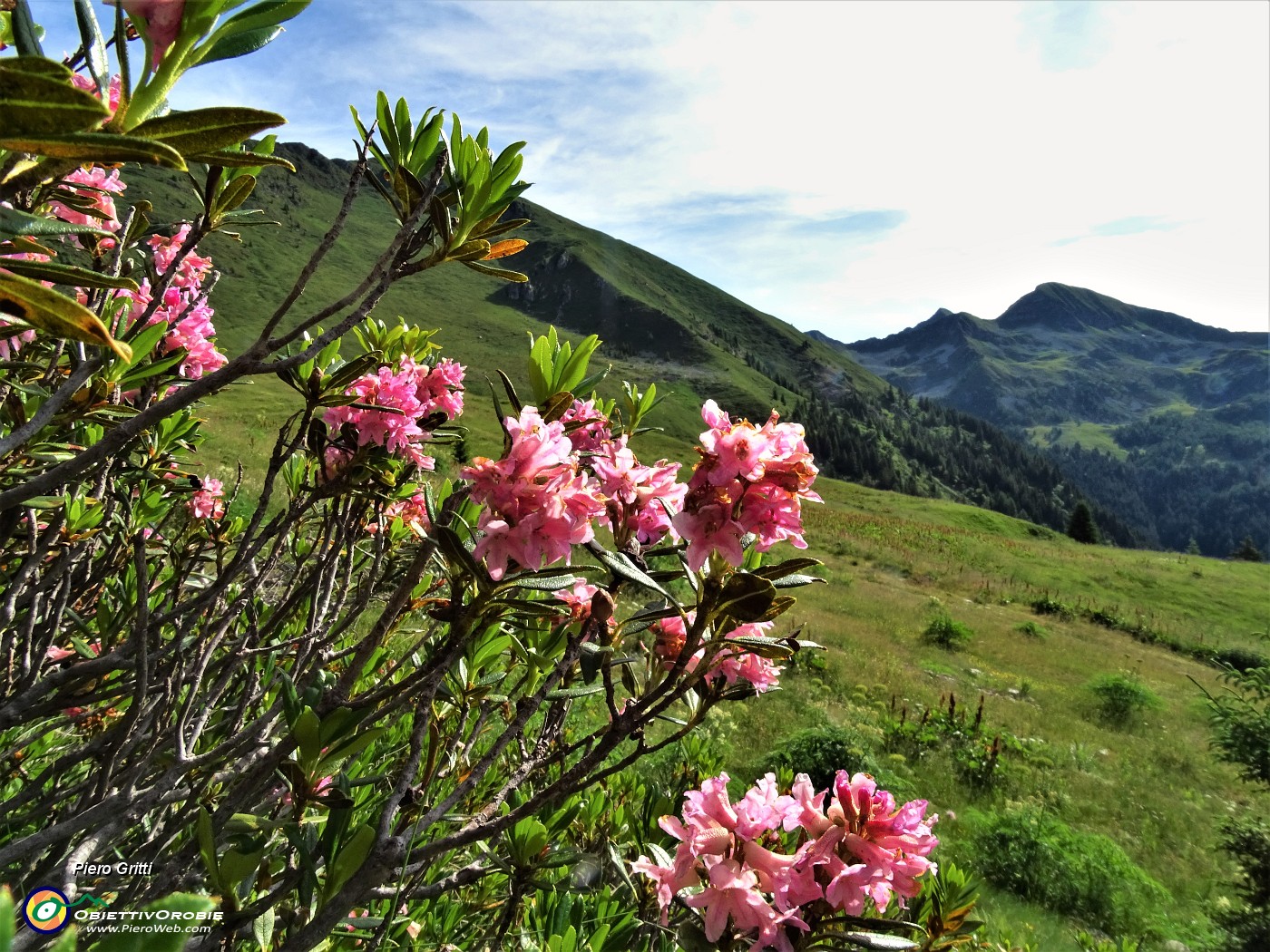 14 Rododendri rossi (Rhododendron ferrugineum) con vista in Arete-Valegino.JPG